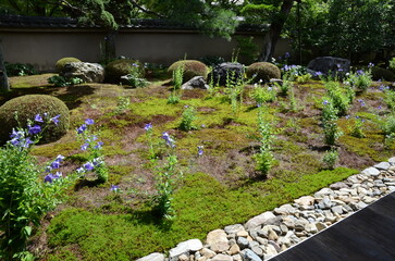 【京都】東福寺天徳院に咲く桔梗の花