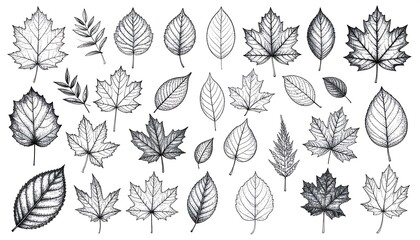 Hand-Drawn Various Leaf Illustrations for Artistic or Nature-Themed Projects
