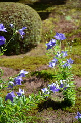 【京都】東福寺天徳院に咲く桔梗の花