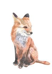 Obraz premium Fox animal. Watercolor wildlife painting - character animal