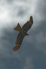 Bird of Prey Gliding in the Sky