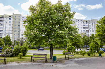 Chestnut in bloom on city street in Kyiv, Ukraine. Flowers of chestnuts tree in spring time. Selective focus, blurred background