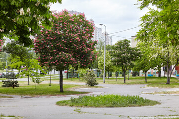 Chestnut in bloom on city street in Kyiv, Ukraine. Red flowers of chestnuts tree in spring time. Selective focus, blurred background