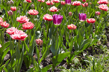 Beautiful tulip flowers blooming in a garden. Beauty tulips in the spring city park. Blur background, selective focus