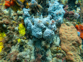 snorkeling australia