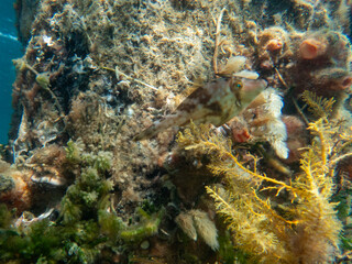 snorkeling australia