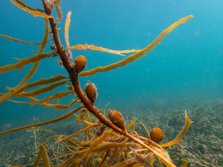 snorkeling australia