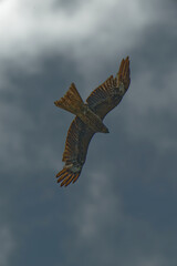 Black kite is flying