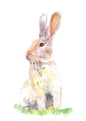 Watercolor hand drawn rabbit isolated on white background. Cute brown bunny. Element for Easter decor design