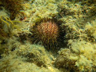 snorkeling australia