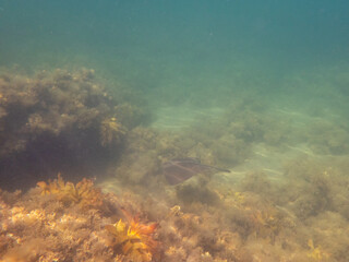 snorkeling australia