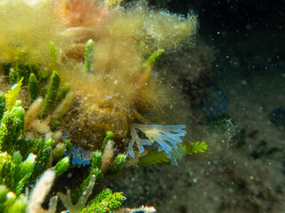 snorkeling australia
