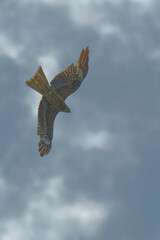 Bird of Prey Gliding in the Sky
