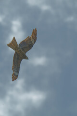 Black kite is flying