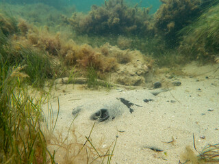 stingray