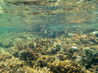 snorkeling