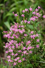 ハナハマセンブリの花