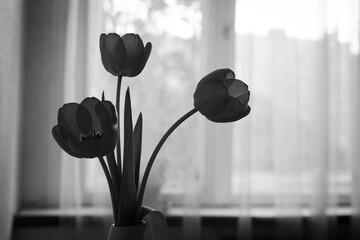 tulips in a vase