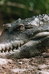 close up of a crocodile