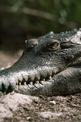 crocodile in the zoo