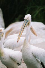 Great White Pelican