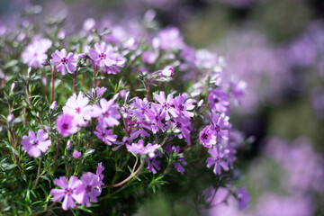 purple flowers in the garden