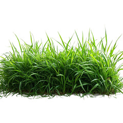 Obraz premium blades of grass against an isolated white background 