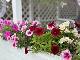 Petunia flowers on the background of an urban landscape on a summer day. High quality photo