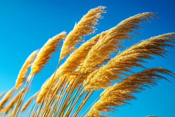 Golden ornamental grasses swaying under a clear blue sky