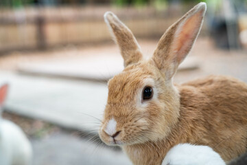 A close-up of a brown rabbit with large ears, showcasing its curious expression against a blurred outdoor background.