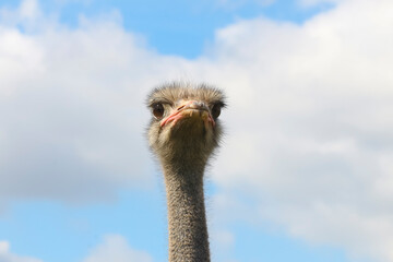 Porträt eines afrikanischen Strauß, Struthio camelus