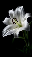Obraz premium Elegant White Lily in Dramatic Lighting