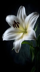 Fototapeta premium Elegant White Lily in Dramatic Lighting
