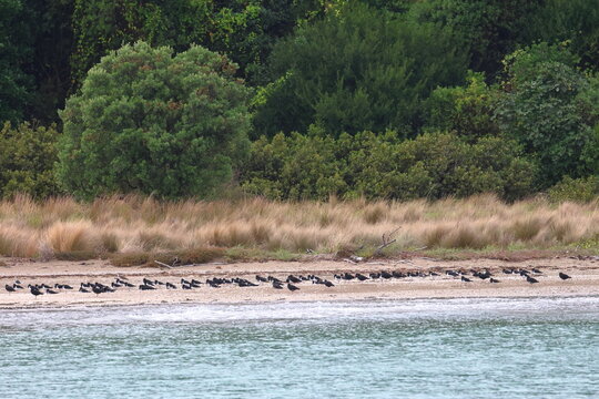 rangitoto