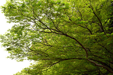 初夏の神戸離宮公園