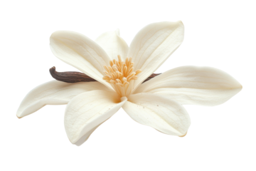 Creamy vanilla flower bloom soft petals and a single vanilla bean a calming floral arrangement on transparent background