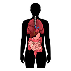 Human body anatomy internal organs and parts diagram. lungs, intestines, stomach, heart, liver. Flat vector illustration isolated on white background