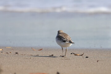 new zealand dotterel