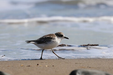 new zealand dotterel