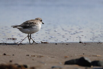new zealand dotterel