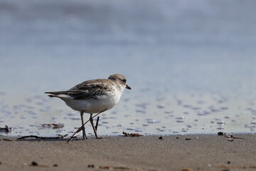 new zealand dotterel