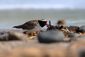 shore plover