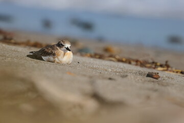 new zealand dotterel