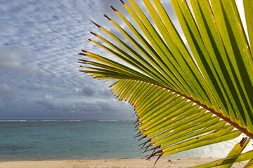 Beautiful green palm tree leaf reaching out in the sun before a tropical reef shoreline under a...
