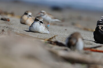 new zealand dotterel