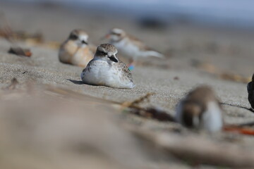 new zealand dotterel