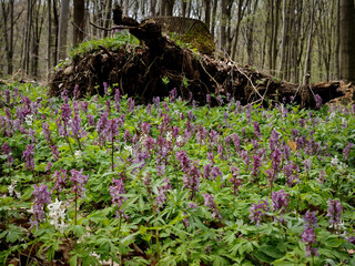 A dense carpet of Corydalis cava flowers spreads around a fallen beech tree in the Csókás forest...