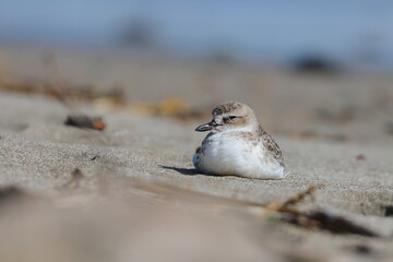 new zealand dotterel
