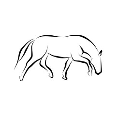 Elegant Line Art Horse Illustration Minimalist Equine Design