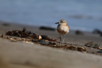 new zealand dotterel